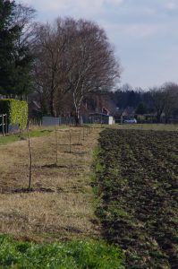 Bomenrand naast akker