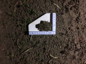 Rugstreeppad op meetlatje