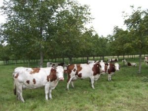 Koeien kijken in de camera ze staan onder bomen