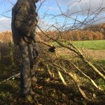 Meneer met hakbijl bij een net omgelegde heg