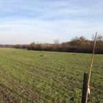 Een bloemenweide in het voorjaar met op regelmatige afstand net aangeplante bomen